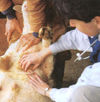 Sanitized shearing tools reduce the spread of infections.